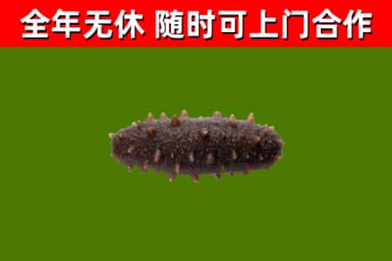 岳塘区回收海参干